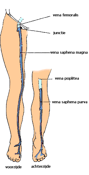 vena safena magna en parva